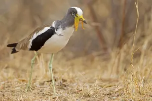 White-crowned lapwing, (Vanellus albiceps)