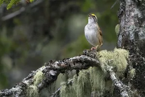White-crowned Sparrow (Zonotrichia leucophrys)