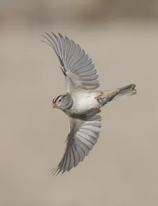 White-crowned Sparrow (Zonotrichia leucophrys) flying