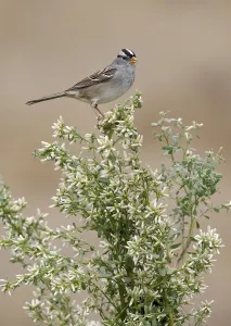 White-crowned Sparrow (Zonotrichia leucophrys) perched on branch