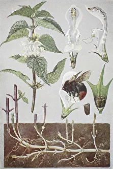 White dead-nettle (Lamium) album