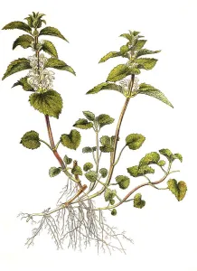 White deadnettle (Lamium) album