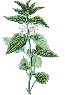 White deadnettle (Lamium album)