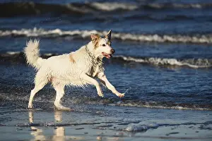 Framed Print : White dog bathes in the sea, Poland Framed Print : White dog bathes in the sea, Poland