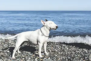 Framed Print : White dog bull terrier stands proudly on pebble beach with sea