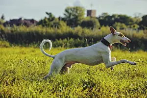 White dog, Podenco, running on a sunny meadow