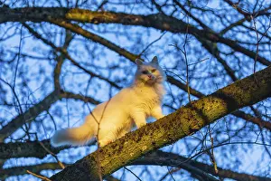 White domestic cat, Felis catus