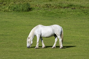 White domestic horse in a meadow