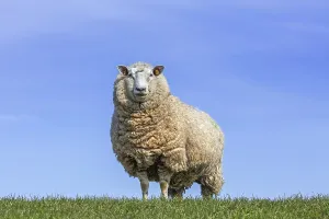 White domestic sheep ewe with thick wool coat in meadow in spring