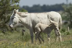 White donkey (Equus asinus asinus)