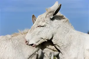 White donkeys grooming each other