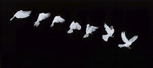 White dove, in flight, movement sequence