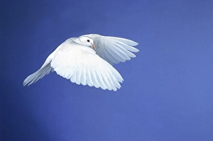 WHITE DOVE FLYING, SYMBOLIC IMAGE FOR PEACE