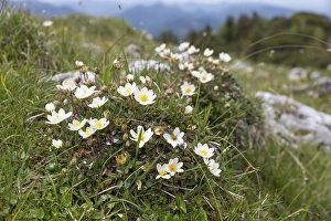 Category Mountain Landscapes Prints: White dryad (Dryas octopetala) in the Alps