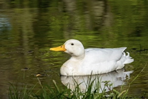 White duck bird (Anatidae), domestic duck