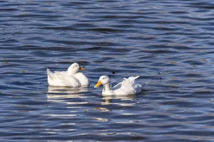 Two white ducks gracefully swim on the gentle ripples of Lisi Lake