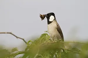 White-eared Bulbul (Pycnonotus leucotis)