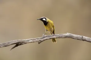 White-eared Honeyeater (Nesoptilotis leucotis)
