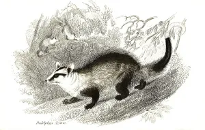 White-eared (marsupialia) opossum (Didelphis albiventris)