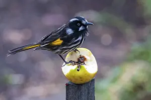 White-eyed Honeyeater (Phylidonyris novaehollandiae)