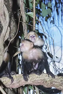 White-faced capuchin monkey (Cebus capucinus) carries her young on her back