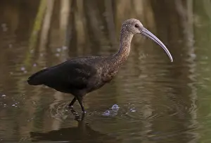 White-faced Ibis (Plegadis chihi)