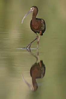White-faced Ibis (Plegadis chihi)