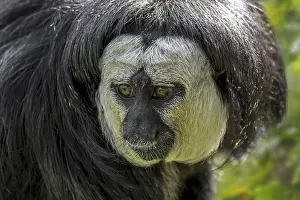 White-faced saki, Guianan saki