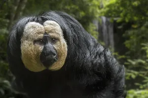 White-faced saki, Guianan saki