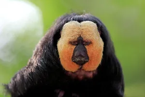White-faced saki (Pithecia pithecia), adult, male, animal portrait