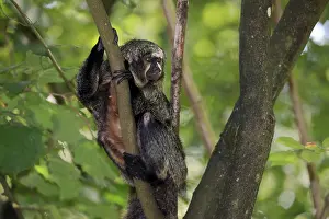 White-faced saki (Pithecia pithecia)