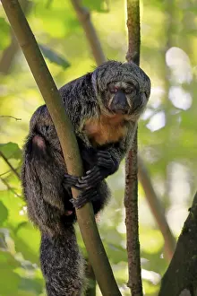 White-faced saki (Pithecia pithecia)