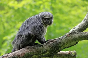 White-faced saki (Pithecia pithecia)