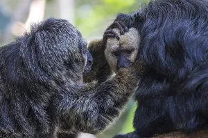 White-faced saki (Pithecia pithecia) or Blasskopfsaki