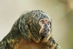 White-faced saki (Pithecia pithecia) female