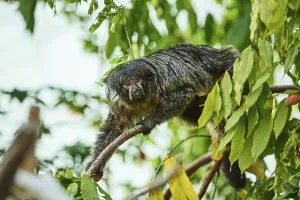 White-faced saki (Pithecia pithecia) female