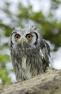 White-faced Scops Owl (Otus leucotis)