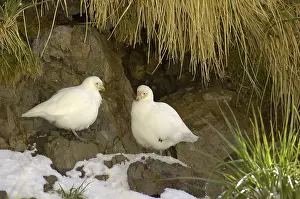 White-faced sheathbill (Chionis alba)