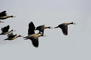 White Faced Whistling Duck (dendrocygna viduata)