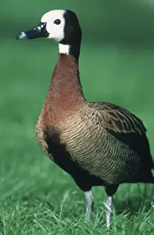 White-faced Whistling Duck (Dendrocygna viduata)