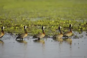White Faced Whistling Duck (dendrocygna viduata)