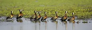 White-Faced Whistling Duck (dendrocygna viduata)