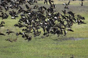 White-Faced Whistling Duck (dendrocygna viduata) and Red-Billed Whistling Duck