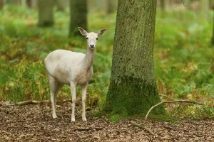 A white fallow deer stands in a quiet forest next to a mossy tree trunk