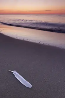White feather of seagull, gull on sandy beach along the Baltic Sea at sunrise