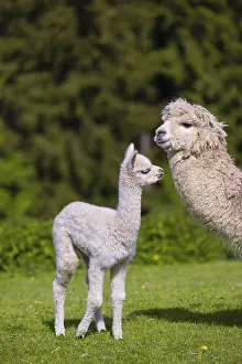 One white female Alpaca (Vicugna pacos) stands with a young on a fresh green meadow