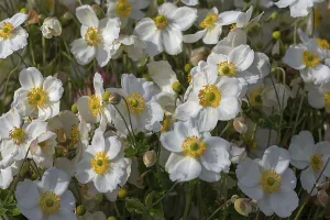 White-flowered chinese anemones (Anemone hupehensis)