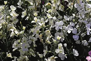 White flowering tree, india, asia