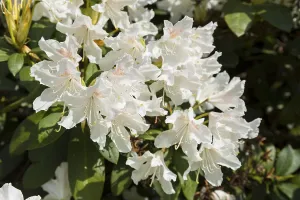 White flowers on the rhododendron