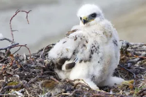 White fluffy chick Rough-legged Buzzard in nest and collared lemming on edge of nest